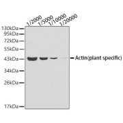 Western blot analysis of lysates from Arabidopsis thaliana tissue using Actin (plant specific) Mouse antibody. Secondary antibody: HRP-conjugated Goat anti-Mouse IgG (H+L) at 1/10000 dilution. Lysates/proteins: 25 µg per lane. Blocking buffer: 3% nonfat dry milk in TBST.