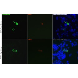 DDDDK-Tag Antibody