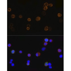 DDDDK-Tag Antibody