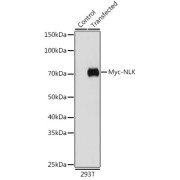 Western blot analysis of lysates from wild type (WT) and 293F cells transfected with NLK-Myc (C-terminal) or PTEN-Myc (C-terminal) using Mouse anti Myc-Tag antibody at 1/10000 dilution incubated overnight at 4 °C. Secondary antibody: HRP-conjugated Goat anti-Mouse IgG (H+L) at 1/10000 dilution. Lysates/proteins: 30 µg per lane. Blocking buffer: 3% nonfat dry milk in TBST. Exposure time: 30s.