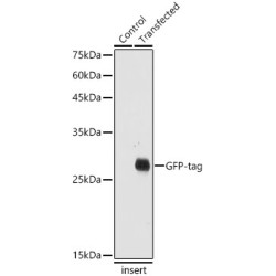 Green Fluorescent Protein (GFP) Antibody