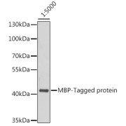 Western blot analysis of recombinant MBP protein using Mouse anti MBP-Tag antibody at dilution of 1/5000.Secondary antibody: HRP-conjugated Goat anti-Mouse IgG (H+L) at 1/10000 dilution.Lysates/proteins: 10 ng per lane. Blocking buffer: 3% nonfat dry milk in TBST. Exposure time: 10s.