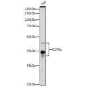 abx005604