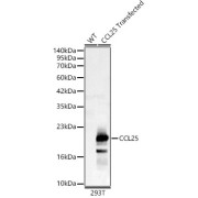 Western blot analysis of lysates from wild type (WT) and 293T cells transfected with CCL25, using CCL25 Antibody at 1/1000 dilution. Secondary antibody: HRP-conjugated Goat anti-Rabbit IgG (H+L) at 1/10000 dilution. Lysates/proteins: 25 µg per lane. Blocking buffer: 3% nonfat dry milk in TBST. Exposure time: 0.5s.