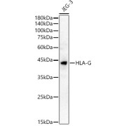 Western blot analysis of lysates from JEG-3 cells, using HLA-G Antibody at 1/1000 dilution. Secondary antibody: HRP-conjugated Goat anti-Rabbit IgG (H+L) at 1/10000 dilution. Lysates/proteins: 25 µg per lane. Blocking buffer: 3% nonfat dry milk in TBST. Exposure time: 90s.