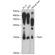 abx005651