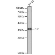 Western blot analysis of lysates from HT-29 cells, using EHF Antibody at 1/1000 dilution. Secondary antibody: HRP-conjugated Goat anti-Rabbit IgG (H+L) at 1/10000 dilution. Lysates/proteins: 25 µg per lane. Blocking buffer: 3% nonfat dry milk in TBST. Exposure time: 90s.