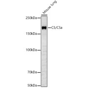 abx005682