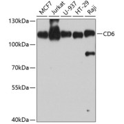 Western blot analysis of various lysates using CD6 Antibody at 1/1000 dilution. Secondary antibody: HRP-conjugated Goat anti-Rabbit IgG (H+L) at 1/10000 dilution. Lysates/proteins: 25 µg per lane. Blocking buffer: 3% nonfat dry milk in TBST. Exposure time: 60s.