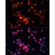 abx005687