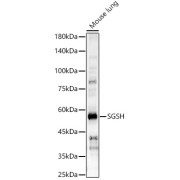 Western blot analysis of lysates from Mouse lung, using SGSH Antibody at 1/500 dilution. Secondary antibody: HRP-conjugated Goat anti-Rabbit IgG (H+L) at 1/10000 dilution. Lysates/proteins: 25 µg per lane. Blocking buffer: 3% nonfat dry milk in TBST. Exposure time: 90s.