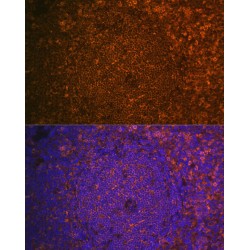 Cystatin-F (CST7) Antibody
