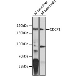 CUB Domain Containing Protein 1 (CDCP1) Antibody