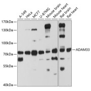 abx005774