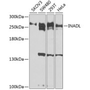 Western blot analysis of various lysates using INADL Antibody at 1/1000 dilution. Secondary antibody: HRP-conjugated Goat anti-Rabbit IgG (H+L) at 1/10000 dilution. Lysates/proteins: 25 µg per lane. Blocking buffer: 3% nonfat dry milk in TBST. Exposure time: 10s.