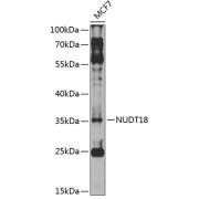 Western blot analysis of lysates from MCF-7 cells, using NUDT18 Antibody at 1/1000 dilution. Secondary antibody: HRP-conjugated Goat anti-Rabbit IgG (H+L) at 1/10000 dilution. Lysates/proteins: 25 µg per lane. Blocking buffer: 3% nonfat dry milk in TBST. Exposure time: 10s.
