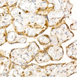 Syntaxin 7 (STX7) Antibody