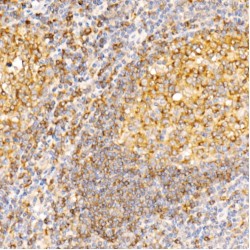 Syntaxin 7 (STX7) Antibody