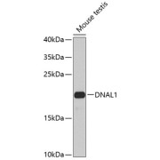 Western blot analysis of lysates from mouse testis, using DNAL1 Antibody at 1/1000 dilution. Secondary antibody: HRP-conjugated Goat anti-Rabbit IgG (H+L) at 1/10000 dilution. Lysates/proteins: 25 µg per lane. Blocking buffer: 3% nonfat dry milk in TBST. Exposure time: 90s.