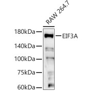 Western blot analysis of lysates from RAW 264.7 cells, using EIF3A Antibody at 1/2000 dilution. Secondary antibody: HRP-conjugated Goat anti-Rabbit IgG (H+L) at 1/10000 dilution. Lysates/proteins: 25 µg per lane. Blocking buffer: 3% nonfat dry milk in TBST. Exposure time: 90s.