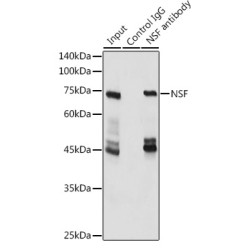 N-Ethylmaleimide Sensitive Factor (NSF) Antibody