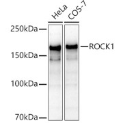 abx005950