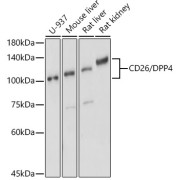 abx005954