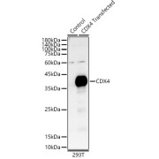 Western blot analysis of lysates from 293-CDX4 cells, using CDX4 Antibody at 1/400 dilution. Secondary antibody: HRP-conjugated Goat anti-Rabbit IgG (H+L) at 1/10000 dilution. Lysates/proteins: 25 µg per lane. Blocking buffer: 3% nonfat dry milk in TBST. Exposure time: 1s.