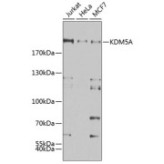 Western blot analysis of various lysates using KDM5A Antibody at 1/500 dilution. Secondary antibody: HRP-conjugated Goat anti-Rabbit IgG (H+L) at 1/10000 dilution. Lysates/proteins: 25 µg per lane. Blocking buffer: 3% nonfat dry milk in TBST. Exposure time: 60s.