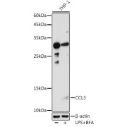 Western blot analysis of lysates from THP-1 cells, using CCL3 Antibody at 1/1000 dilution. THP-1 cells were treated by LPS for 6 hours and Brefeldin A for 3 hours of stimulation. Secondary antibody: HRP-conjugated Goat anti-Rabbit IgG (H+L) at 1/10000 dilution. Lysates/proteins: 25 µg per lane. Blocking buffer: 3% nonfat dry milk in TBST. Exposure time: 180s.