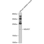 Western blot analysis of lysates from mouse skeletal muscle, using NDUFS7 Antibody at 1/1000 dilution. Secondary antibody: HRP-conjugated Goat anti-Rabbit IgG (H+L) at 1/10000 dilution. Lysates/proteins: 25 µg per lane. Blocking buffer: 3% nonfat dry milk in TBST. Exposure time: 90s.