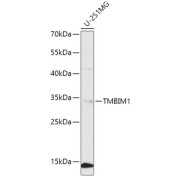 Western blot analysis of lysates from U-251MG cells, using TMBIM1 Antibody at 1/1000 dilution. Secondary antibody: HRP-conjugated Goat anti-Rabbit IgG (H+L) at 1/10000 dilution. Lysates/proteins: 25 µg per lane. Blocking buffer: 3% nonfat dry milk in TBST. Exposure time: 3min.