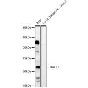 Western blot analysis of various lysates, using DACT3 Antibody at 1/3000 dilution. Secondary antibody: HRP-conjugated Goat anti-Rabbit IgG (H+L) at 1/10000 dilution. Lysates/proteins: 25 µg per lane. Blocking buffer: 3% nonfat dry milk in TBST. Exposure time: 90s.