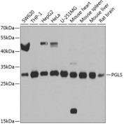 Western blot analysis of various lysates using PGLS Antibody at 1/1000 dilution. Secondary antibody: HRP-conjugated Goat anti-Rabbit IgG (H+L) at 1/10000 dilution. Lysates/proteins: 25 µg per lane. Blocking buffer: 3% nonfat dry milk in TBST. Exposure time: 5s.