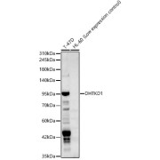 Western blot analysis of various lysates, using DHTKD1 Antibody at 1/2000 dilution. Secondary antibody: HRP-conjugated Goat anti-Rabbit IgG (H+L) at 1/10000 dilution. Lysates/proteins: 25 µg per lane. Blocking buffer: 3% nonfat dry milk in TBST. Exposure time: 180s.
