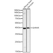 abx006146