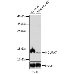 NADH Ubiquinone Oxidoreductase Subunit A7 (NDUFA7) Antibody