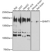 Western blot analysis of various lysates using EHMT1 Antibody at 1/1000 dilution. Secondary antibody: HRP-conjugated Goat anti-Rabbit IgG (H+L) at 1/10000 dilution. Lysates / proteins: 25 µg per lane. Blocking buffer: 3 % nonfat dry milk in TBST. Detection: ECL Basic Kit (RM00020). Exposure time: 180s.