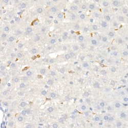 Scavenger Receptor Cysteine-Rich Type 1 Protein M130 (CD163) Antibody