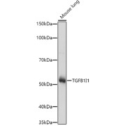 Western blot analysis of lysates from Mouse lung, using TGFB1I1 Antibody at 1/1000 dilution. Secondary antibody: HRP-conjugated Goat anti-Rabbit IgG (H+L) at 1/10000 dilution. Lysates/proteins: 25 µg per lane. Blocking buffer: 3% nonfat dry milk in TBST. Exposure time: 30s.