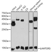abx006239