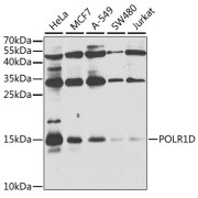 Western blot analysis of various lysates using POLR1D Antibody at 1/1000 dilution. Secondary antibody: HRP-conjugated Goat anti-Rabbit IgG (H+L) at 1/10000 dilution. Lysates/proteins: 25 µg per lane. Blocking buffer: 3% nonfat dry milk in TBST. Exposure time: 40s.