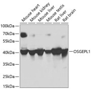 Western blot analysis of various lysates using OSGEPL1 Antibody at 1/1000 dilution. Secondary antibody: HRP-conjugated Goat anti-Rabbit IgG (H+L) at 1/10000 dilution. Lysates/proteins: 25 µg per lane. Blocking buffer: 3% nonfat dry milk in TBST. Exposure time: 30s.