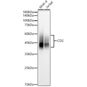 Western blot analysis of various lysates, using CD2 Antibody at 1/1000 dilution. Secondary antibody: HRP-conjugated Goat anti-Rabbit IgG (H+L) at 1/10000 dilution. Lysates/proteins: 25 µg per lane. Blocking buffer: 3% nonfat dry milk in TBST. Exposure time: 20s.