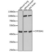 Western blot analysis of various lysates using CYP20A1 Antibody at 1/1000 dilution. Secondary antibody: HRP-conjugated Goat anti-Rabbit IgG (H+L) at 1/10000 dilution. Lysates/proteins: 25 µg per lane. Blocking buffer: 3% nonfat dry milk in TBST. Exposure time: 90s.