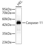 Western blot analysis of lysates from HEL cells, using Caspase-11 Antibody at 1/700 dilution. Secondary antibody: HRP-conjugated Goat anti-Rabbit IgG (H+L) at 1/10000 dilution. Lysates/proteins: 25 µg per lane. Blocking buffer: 3% nonfat dry milk in TBST. Exposure time: 120s.