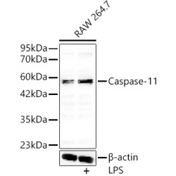 Caspase 4 (CASP4) Antibody