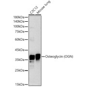 Western blot analysis of various lysates, using Osteoglycin (OGN) Antibody at 1/2000 dilution. Secondary antibody: HRP-conjugated Goat anti-Rabbit IgG (H+L) at 1/10000 dilution. Lysates/proteins: 25 µg per lane. Blocking buffer: 3% nonfat dry milk in TBST. Exposure time: 30s.