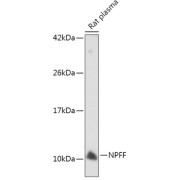 Western blot analysis of lysates from Rat plasma, using NPFF Antibody at 1/500 dilution. Secondary antibody: HRP-conjugated Goat anti-Rabbit IgG (H+L) at 1/10000 dilution. Lysates/proteins: 25 µg per lane. Blocking buffer: 3% nonfat dry milk in TBST. Exposure time: 5min.