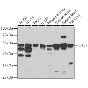 Western blot analysis of various lysates using IFT57 Antibody at 1/1000 dilution. Secondary antibody: HRP-conjugated Goat anti-Rabbit IgG (H+L) at 1/10000 dilution. Lysates/proteins: 25 µg per lane. Blocking buffer: 3% nonfat dry milk in TBST. Exposure time: 90s.